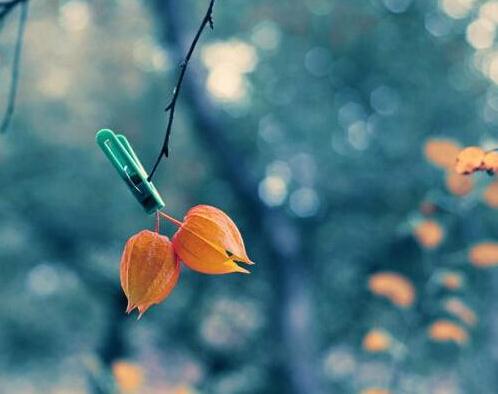 安邦久安19终身寿险保什么？有什么产品特色？