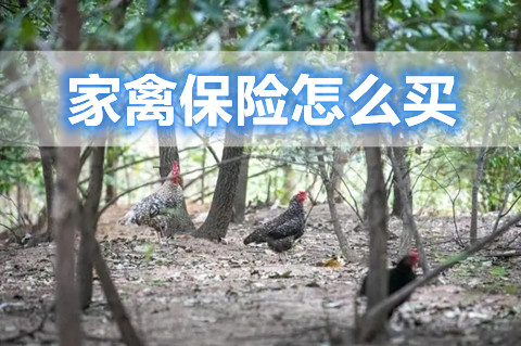 家禽保险怎么买?家禽保险保险责任有哪些?