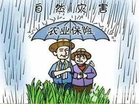 农业保险在哪里购买?农业保险怎么赔付?