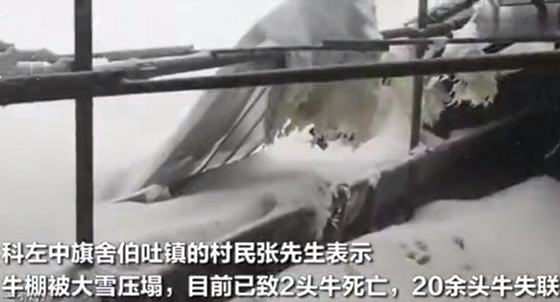 内蒙古通辽暴雪 棚顶坍塌压死家畜，农业保险能赔吗?怎么买?