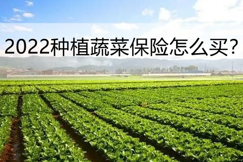 2022种植蔬菜保险怎么买?中华联合露地蔬菜种植保险保什么?