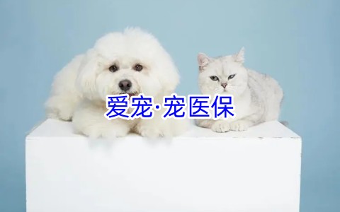 爱宠·宠医保保什么?怎么样?