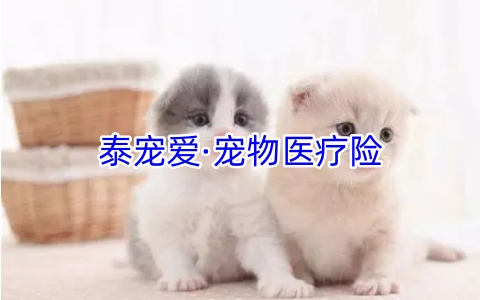 泰宠爱·宠物医疗险2023保什么?有什么特色?