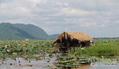 农业保险属于什么保险?怎么投保?